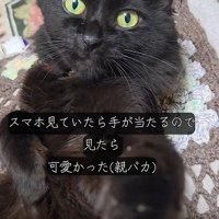 左手を伸ばす猫