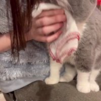 顔を拭かれる猫