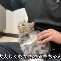 膝の上でドライヤーされる猫