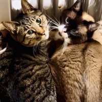 猫用ベッドに入るキジトラ猫と保護猫