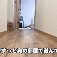 部屋で遊ぶ猫