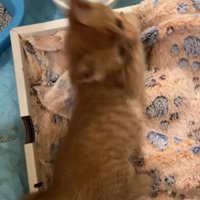 四つん這いになった茶トラ