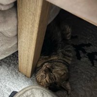 こたつで眠る猫