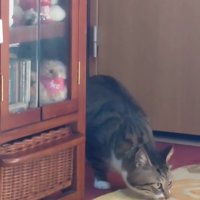においを嗅ぐ猫