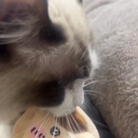 おもちゃを咥えている猫