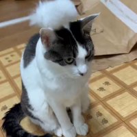 猫の頭を猫じゃらしでぽんぽんしている1