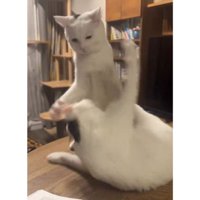 ケンカしている猫