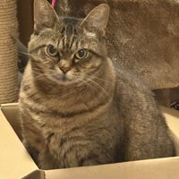 段ボール箱の中に座って飼い主を見つめる猫