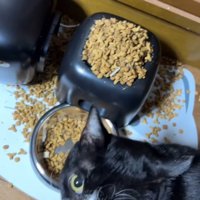 飼い主を見上げるハチワレ猫