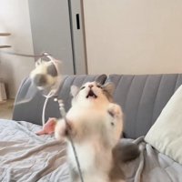 猫じゃらしで遊ぶミヌエット