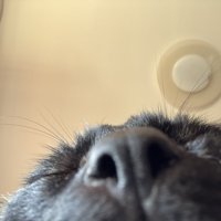 猫の自撮り写真（鼻のアップ）