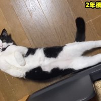 仰向けの猫