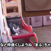爪とぎの上に座る猫