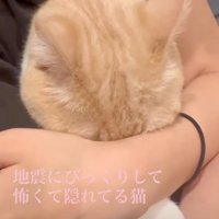 抱っこされる猫