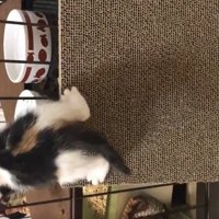 爪研ぎの上に乗ってケージの隙間から中に入っている子猫