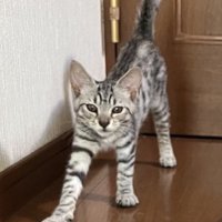フローリングの上で伸びをしている子猫