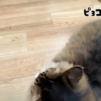 ピョコ