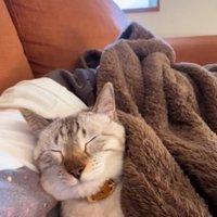 小刻みに揺れる猫