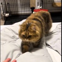 ベッドの上を歩いている猫