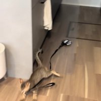 ハーネスをくわえて全力疾走する子猫