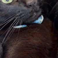 猫が着けている水色の首輪