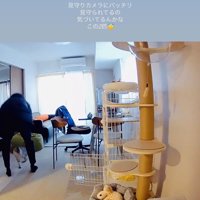 パパの抱っこから床に下りた保護猫