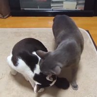 白黒猫の近くにやってきたグレーの猫