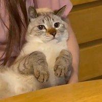 飼い主さんに抱かれている猫