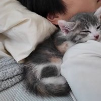 子供と寝る子猫