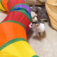トンネルを嗅ぐふたり
