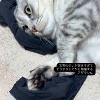 アームカバーの上で動かなくなる猫