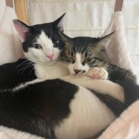 ハンモックで寄り添う2匹の猫