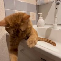 手を伸ばす猫