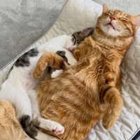 熟睡する猫