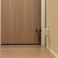 猫がドアから顔を出す