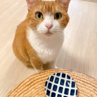 見上げる猫