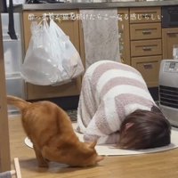 同じポーズをする猫