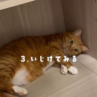 棚の下で横になる猫