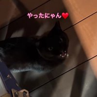 鳴いている猫