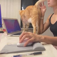 作業台にいる猫
