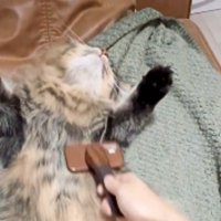 ブラッシングされている猫