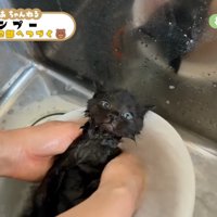 仰向けの黒子猫