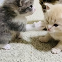 クリーム子猫に猫パンチするグレー子猫とそれを見る焦げ茶子猫