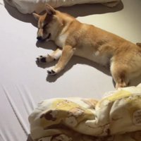 気持ちよさそうに眠る犬