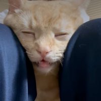目を閉じる猫の顔