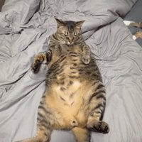 仰向けでくつろぐ猫2