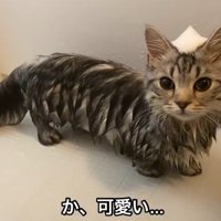 頭に泡をつけた猫