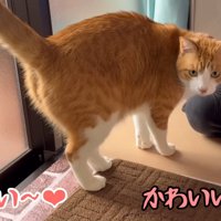 テロップ「かわいい～」