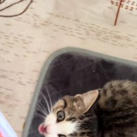 足元にいる子猫