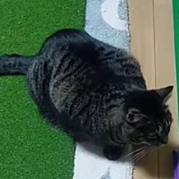 ボールの通路のそばに座るキジトラ猫